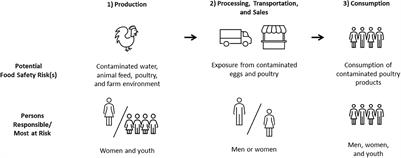 A review of the roles of men, women, and youth in ensuring food safety in the smallholder poultry value chain in Kenya